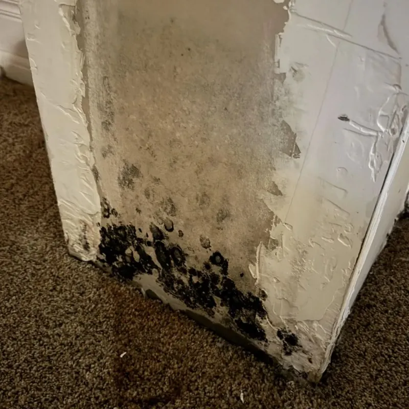 Professional Mold Removal in Waupaca, WI
